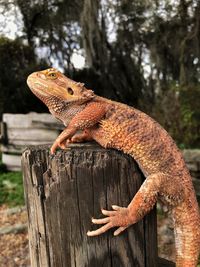 Close-up of lizard on wood