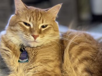 Close-up portrait of a cat