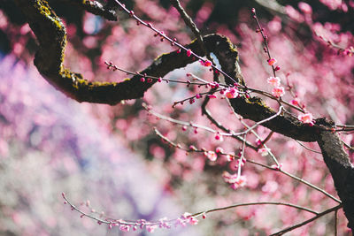 Low angle view of pink flowers on tree