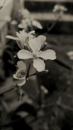 Close-up of flowers