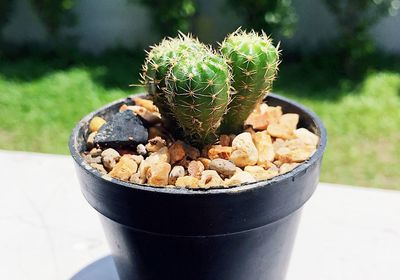 High angle view of potted plant