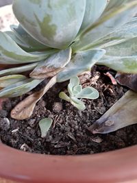 High angle view of potted plant