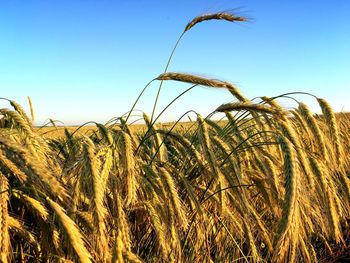 Wheat crops growing on field against blue sky