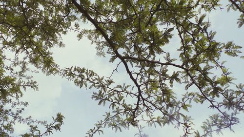 Low angle view of trees against sky