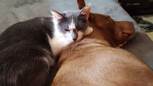 Close-up of cat with pit bull terrier at home