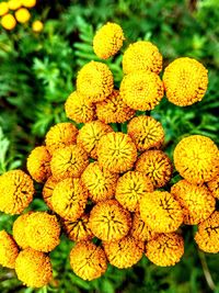 Close-up of yellow flowering plant