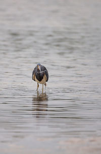 Tricolored heron egretta tricolor forages for fish in an estuary before tigertail beach 