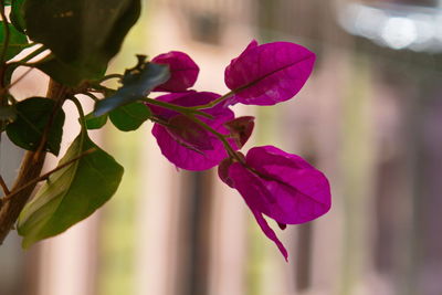 Close-up of purple flowers blooming outdoors