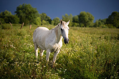 Horse standing on field