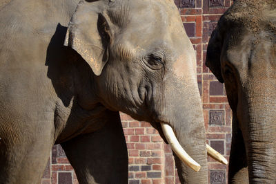 Close-up of elephant in zoo