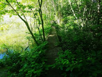 Trees growing in forest