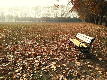 Deck chairs by trees against sky