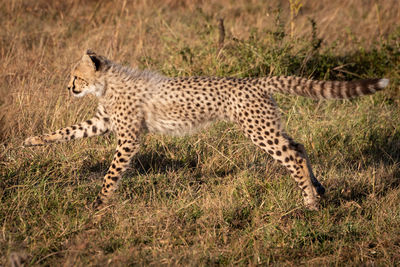 Full length of cheetah running on field