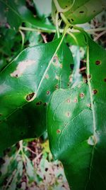 Close-up of leaves