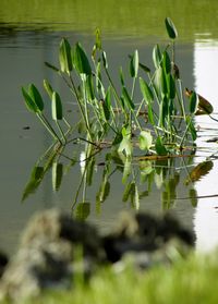 Close-up of plants growing by lake