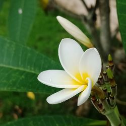 Close-up of white flower