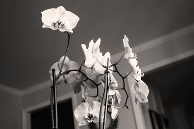 Low angle view of flowers
