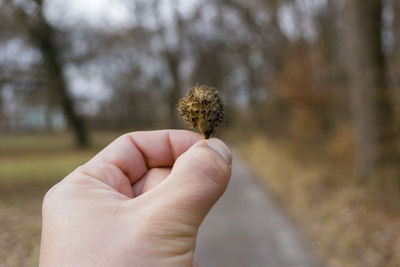 Close-up of hand holding plant