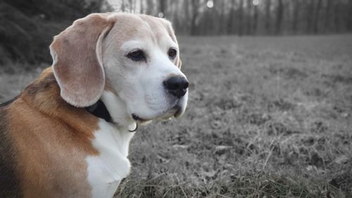 Close-up of dog looking away