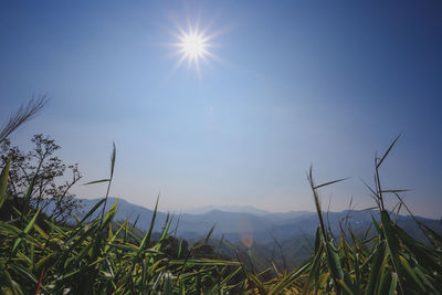 Scenic view of landscape against clear sky