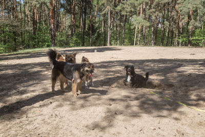 Dog in a forest