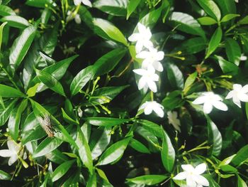 High angle view of fresh green leaves