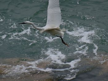 High angle view of egret flying over water