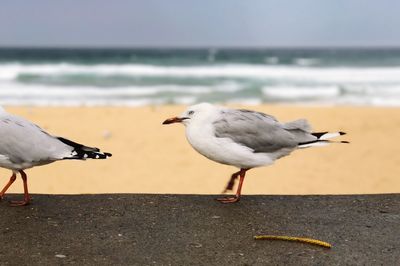 Seagull on beach against sky