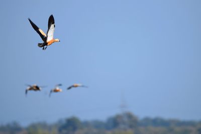 Low angle view of birds flying in the sky