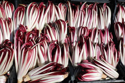 Red chicory called radicchio tardivo in italian language for sale at market