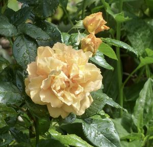 Close-up of rose blooming outdoors