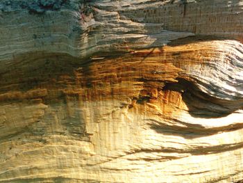 Full frame shot of tree trunk