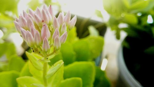 Close-up of pink flowers