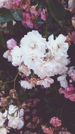 Close-up of white flowers