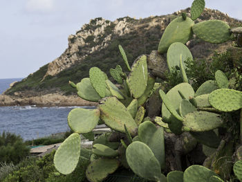 Corsica island