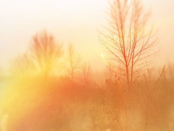 Bare trees at sunset