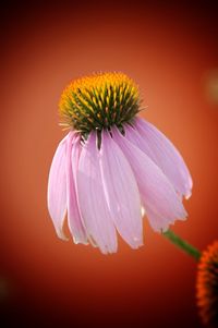 Close-up of purple coneflower blooming outdoors