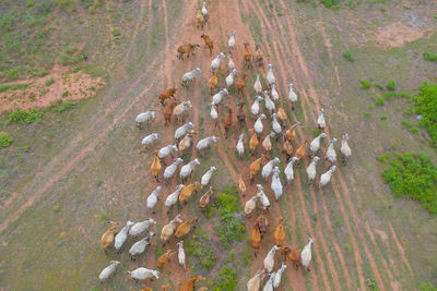 High angle view of crowd on field