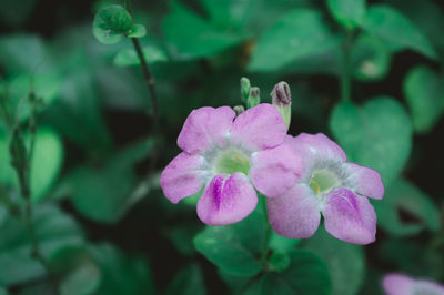 Close-up of pink flowering plant