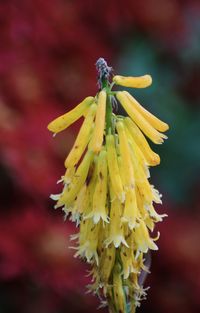 Close-up of insect on flower