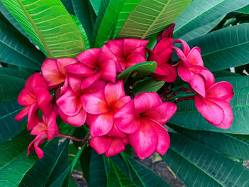 Close-up of pink flowering plant leaves