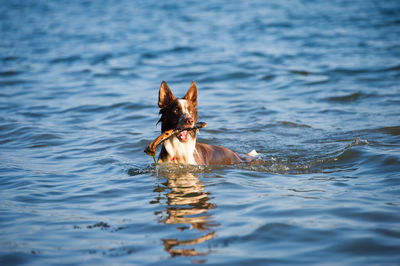 Dog swimming in sea