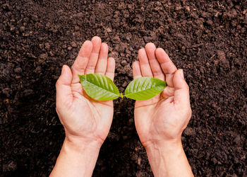 Cropped hand of person holding sapling