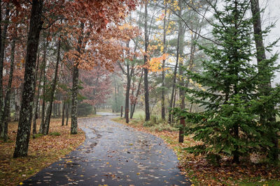 Road amidst trees in forest during autumn