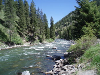 River flowing through forest