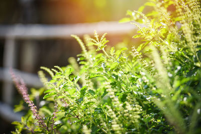 Close-up of flowering plant