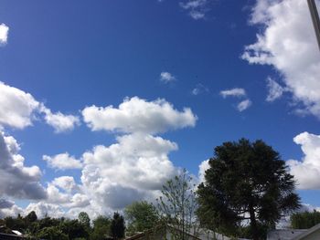 Low angle view of trees against blue sky