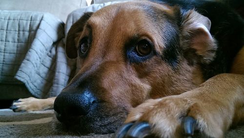 Close-up of a dog