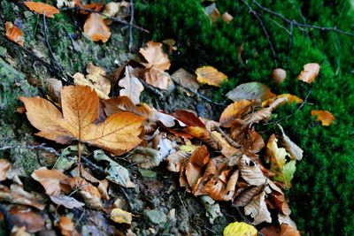 Close-up of fallen autumn leaves