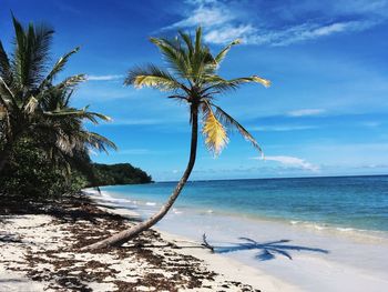 Palm trees on beach against blue sky